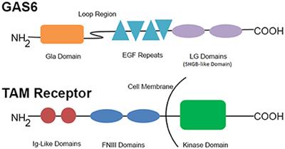 GAS6/TAM Pathway Signaling in Hemostasis and Thrombosis